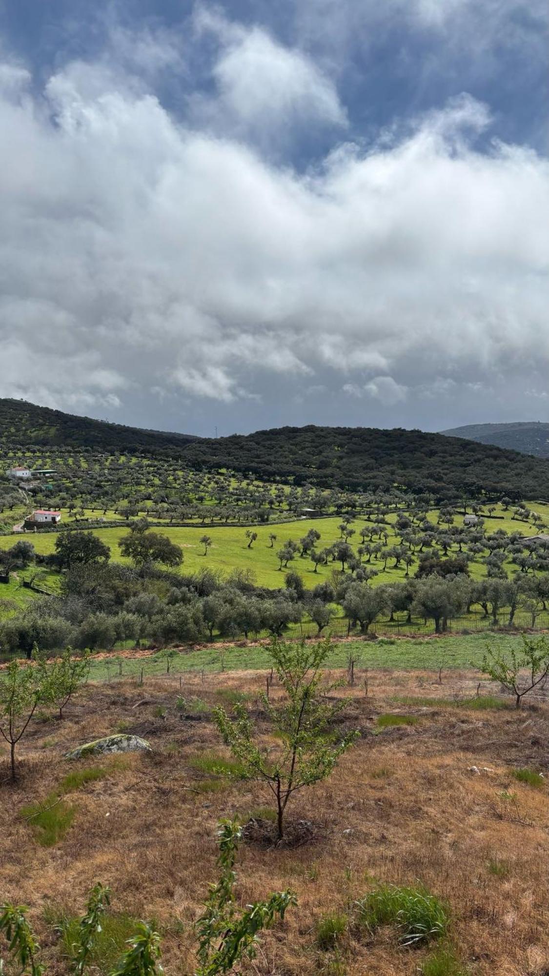 Casas Rurales Los Llanos Fuentes de León Exteriör bild